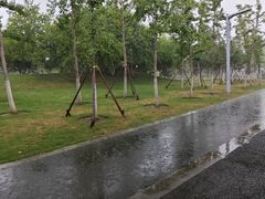 -皇粮浜湿地公园