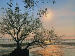 -宝安西湾红树林湿地公园