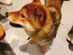 -柴务处·柴犬主题狗咖