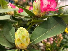 -双季花艺园艺市场(浦东店)