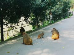 -重庆长寿碧桂园凤悦凤凰酒店