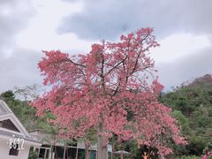 -珠海圆明新园