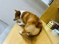 -中农大我爱我爱动物医院·核磁CT·猫病·24小时夜诊中心(石佛营店)