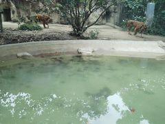 -成都动物园
