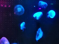 -锦艺城海洋馆