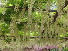 -嘉定紫藤园
