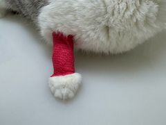 -爱妮康宠物医院·干细胞免疫细胞·肿瘤·心脏(张江店)