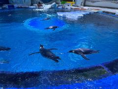 -上海海昌海洋公园