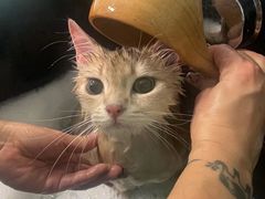 -猫宠乐园·专业洗护