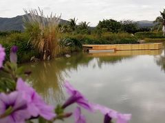 -亚龙湾国际玫瑰谷