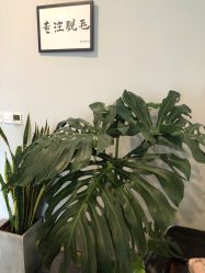 -植蔻妍皮肤管理美肤中心