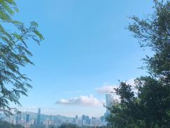 -银湖山郊野公园-相思林
