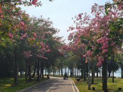 -顺峰山公园