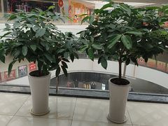 -偶屋里钵少爷(时代广场店)