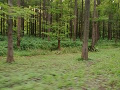 -黄海国家森林公园