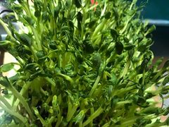 活体豆苗-笨小满·钱缸缸火锅(江汉路M+店)