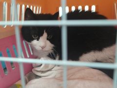 -纳吉亚猫专科动物诊疗中心(蒋宅口分院)
