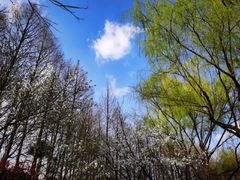 -沈阳鸟岛