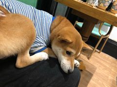 -猫色咖啡·猫咖
