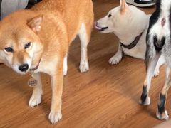 -柴犬高等学院·狗咖·柴犬售卖·宠物训练