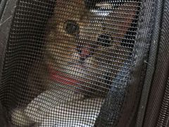 -派特宠物医院(圆融广场店)