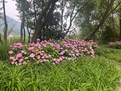 -西湖风景区-江洋畈生态公园
