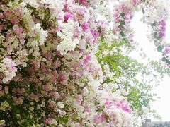 -深圳国际园林花卉博览园