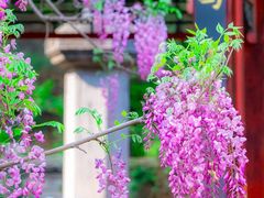 -红螺寺