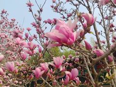 -丰台花园