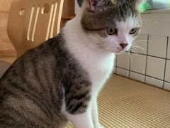 -喵屿·大理花园猫咖