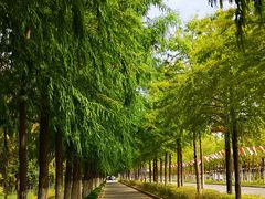 -上海长兴岛郊野公园