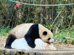 -广州长隆野生动物世界