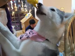 -Husky Go! 哈士奇体验馆·宠物咖啡厅狗咖