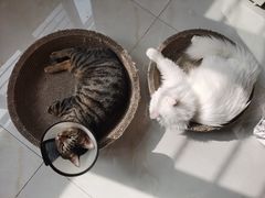 -喜多萌中农锦绣动物医院24H·猫科·牙科MRI·CT