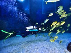 -太平洋海底世界