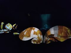 -贝壳梦幻世界