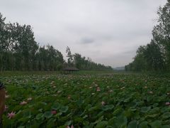 -微山湖红荷湿地景区