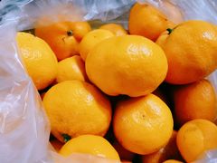 -前小桔亲子创意农场·草莓采摘·露营烧烤