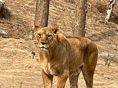 -北京野生动物园