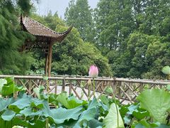 -上海滨江森林公园