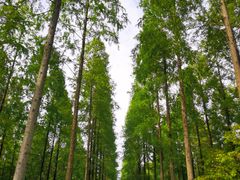 -黄海国家森林公园