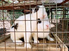 -草根堂农场
