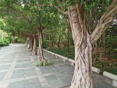 -深圳国际园林花卉博览园