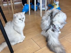 -Let's go狗咖·猫咖·奶狗·桌游(春熙路IFS店)