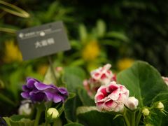 -中国科学院华南植物园