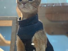 -BABIT巴比特宠物(MOMOPARK店)