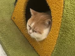 -喵园·猫主题咖啡厅·撸猫·猫咖(国贸店)