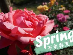 -顾村公园