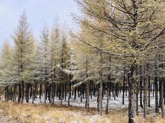 -塞罕坝国家级自然保护区