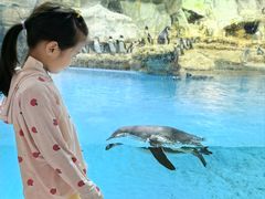 -帝企鹅自助餐厅•儿童岛•真企鹅(长隆企鹅酒店)